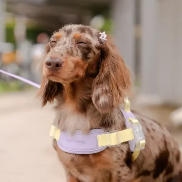 Jelly Dog Harness - Image 3