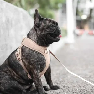 Roam Luxe Dog Harness