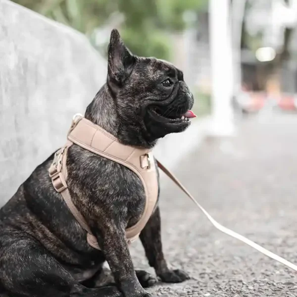 Roam Luxe Dog Harness