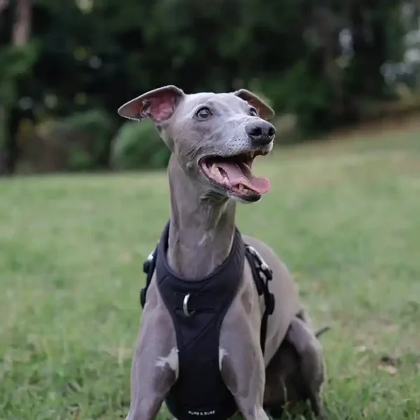 Roam Luxe Dog Harness - Image 4
